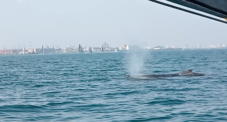 Asombroso. Ballena vista en el Callao. Foto: AP Noticias