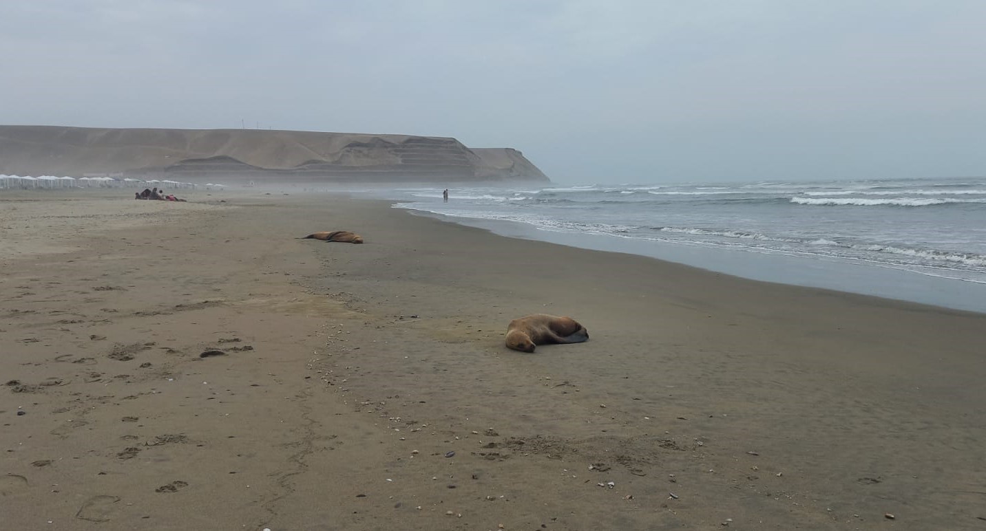 Lamentable. Lobos marinos muertos en playa de Asia. Foto: Edith Vera