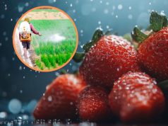Fresas peruanas no aptas para el consumo humano