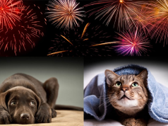 Recomendaciones para cuidar a nuestras mascotas de los fuegos artificiales