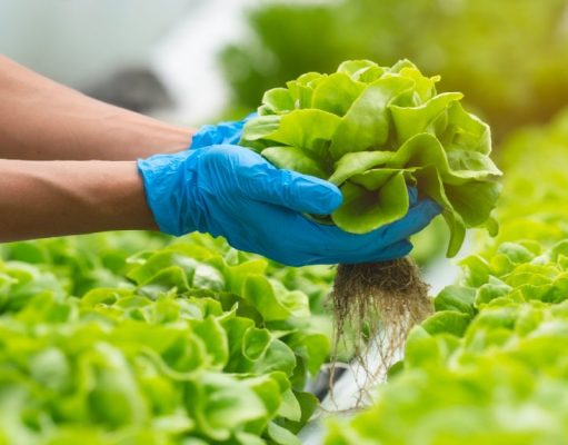 La hidroponía siembra innovación en la agricultura La hidroponía siembra innovación en la agricultura