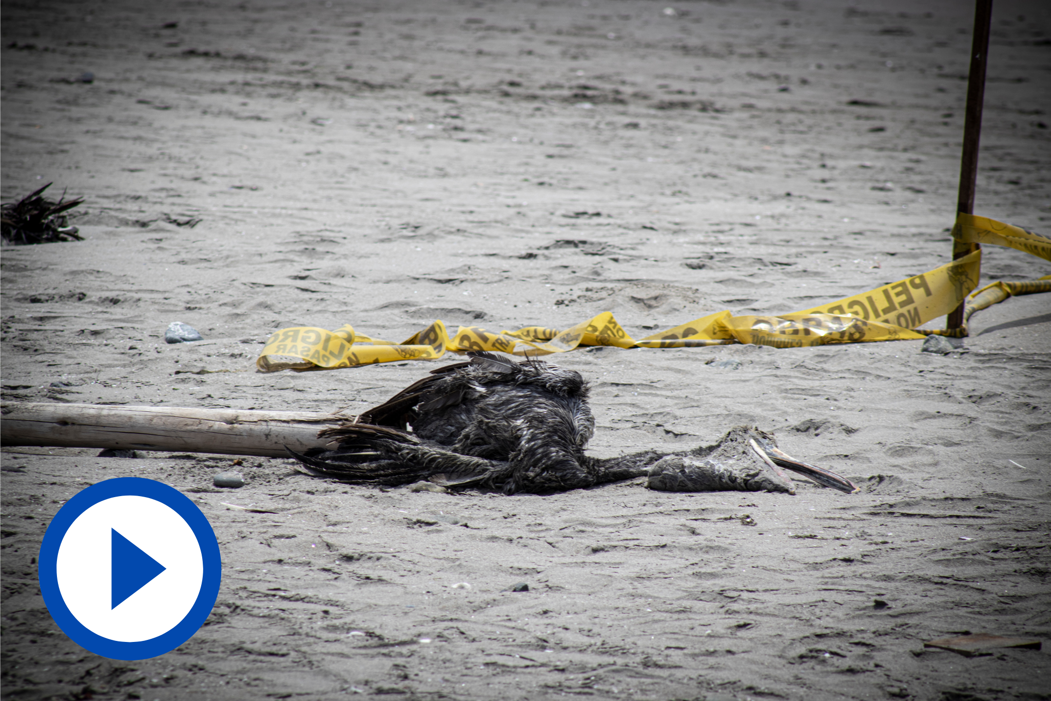Gripe aviar: Cierre de playas en Lima sigue en evaluación