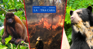 Especies endémicas luchan por sobrevivir a los incendios forestales