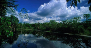 La Amazonía arde mientras el gobierno permanece ausente