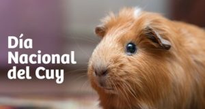 Celebración por el Día Nacional del Cuy busca revalorar su consumo