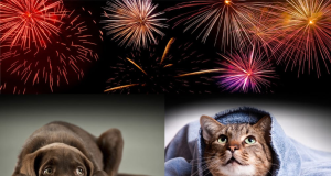 Recomendaciones para cuidar a nuestras mascotas de los fuegos artificiales