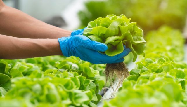 Hidroponía La hidroponía siembra innovación en la agricultura