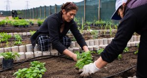 Los huertos urbanos reducen los efectos del cambio climático Huertos urbanos en Lima y su impacto climático
