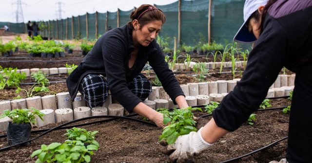 Huertos urbanos en Lima y su impacto climático