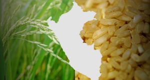 MINAM limita ingreso de semillas transgénicas al Perú Semillas transgénicas