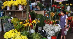 Residuos florales son transformados en abono orgánico Residuos florales son transformados en abono orgánico