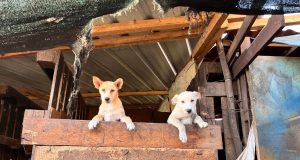 Refugio de Manchay rescata animales callejeros del abandono