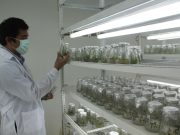 BIOTECNOLOGÍA IMPULSA LA SOSTENIBILIDAD AGRÍCOLA EN 2025