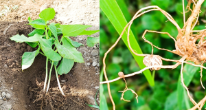 Jóvenes investigadores utilizan microorganismos para fortalecer cultivos de tarwi y habas Jóvenes investigadores utilizan microorganismos para fortalecer cultivos