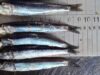 La anchoveta entra en una de sus temporadas más críticas mientras crece la alarma por la pesca juvenil