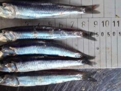La anchoveta entra en una de sus temporadas más críticas mientras crece la alarma por la pesca juvenil