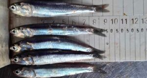 La anchoveta entra en una de sus temporadas más críticas mientras crece la alarma por la pesca juvenil