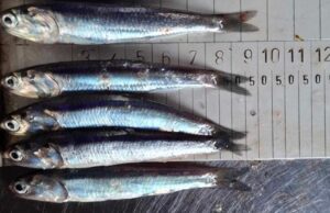 La anchoveta entra en una de sus temporadas más críticas mientras crece la alarma por la pesca juvenil