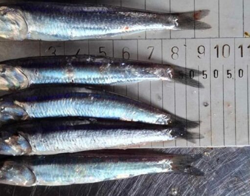 La anchoveta entra en una de sus temporadas más críticas mientras crece la alarma por la pesca juvenil