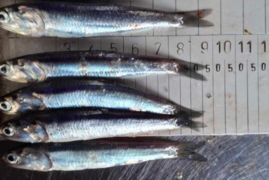 La anchoveta entra en una de sus temporadas más críticas mientras crece la alarma por la pesca juvenil