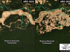 Minería ilegal arrasa más de 500 hectáreas de bosque amazónico