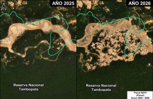 Minería ilegal arrasa más de 500 hectáreas de bosque amazónico